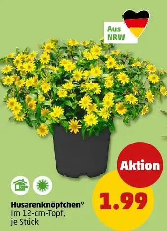 PENNY Husarenknöpfchen Angebot