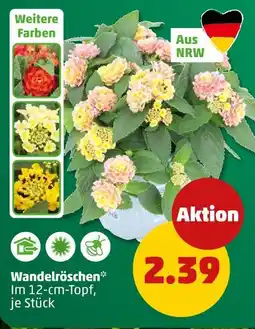 PENNY Wandelröschen Angebot