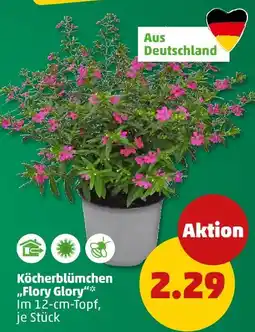 PENNY Köcherblümchen 'flory glory' Angebot