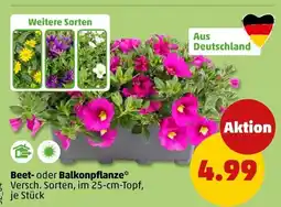 PENNY Beet- oder balkonpflanze Angebot