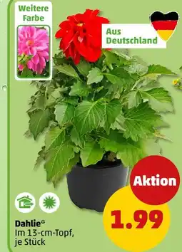 PENNY Dahlie Angebot