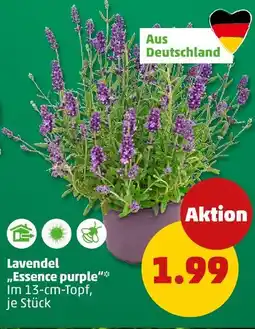 PENNY Lavendel „essence purple“ Angebot