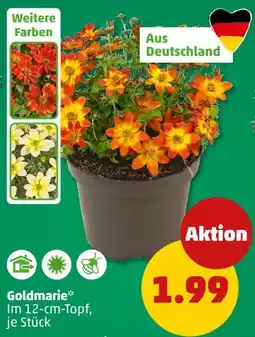 PENNY Goldmarie Angebot
