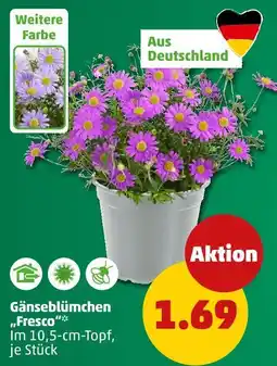 PENNY Gänseblümchen 'fresco' Angebot