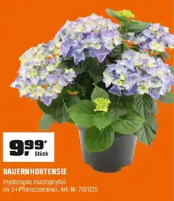 OBI BAUERN HORTENSIE (Hydrangea macrophylla) Angebot