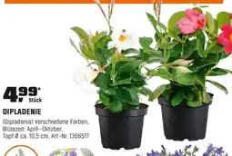 OBI DIPLADENIE (Dipladenia) Angebot