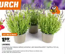 OBI LAVENDEL (Lavandula ang.) Angebot