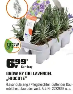 OBI GROW BY OBI LAVENDEL „HIDCOTE" Angebot