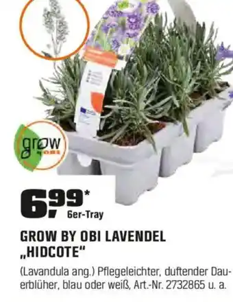 GROW BY OBI LAVENDEL „HIDCOTE"