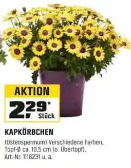 OBI KAPKÖRBCHEN (Osteospermum) Angebot