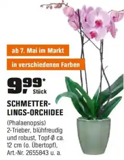 OBI SCHMETTER- LINGS-ORCHIDEE (Phalaenopsis) Angebot