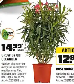 OBI GROW BY OBI OLEANDER (Nerium oleander) Angebot