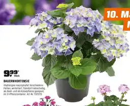 OBI BAUERNHORTENSIE (Hydrangea macrophylla) Angebot