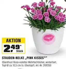 OBI STAUDEN-NELKE,,PINK KISSES®" (Dianthus) Angebot