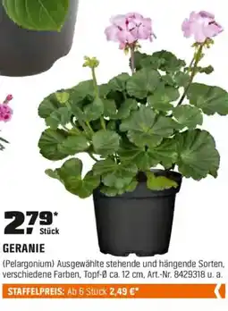 OBI GERANIE (Pelargonium) Angebot