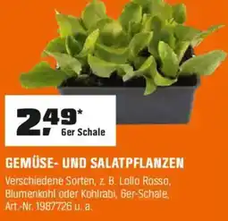 OBI GEMÜSE- UND SALATPFLANZEN Angebot