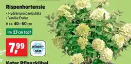 Thomas Philipps Rispenhortensie Angebot