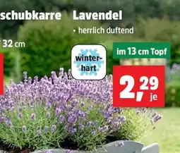 Thomas Philipps Lavendel Angebot