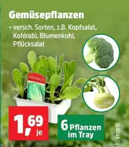 Thomas Philipps Gemüsepflanzen Angebot