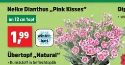 Thomas Philipps Nelke Dianthus „Pink Kisses“ Angebot