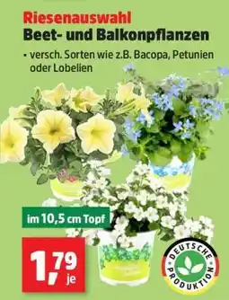 Thomas Philipps Riesenauswahl Beet- und Balkonpflanzen Angebot