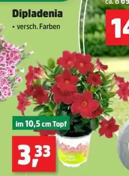Thomas Philipps Dipladenia Angebot
