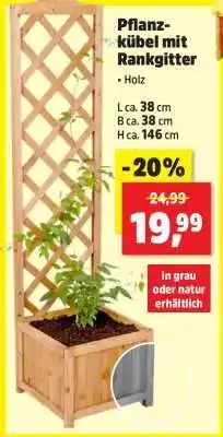 Thomas Philipps Pflanzkübel mit Rankgitter Angebot