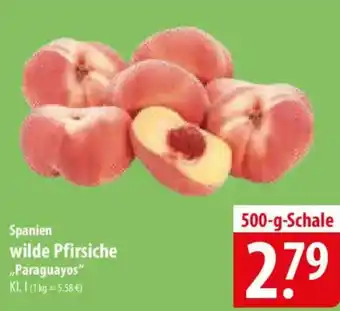 Famila Nord Ost Spanien wilde Pfirsiche Paraguayos Angebot