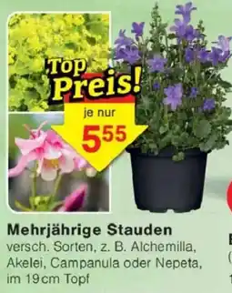 Jawoll Mehrjährige Stauden Angebot