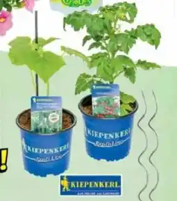 Jawoll Gemüse- oder Tomatenpflanze Angebot