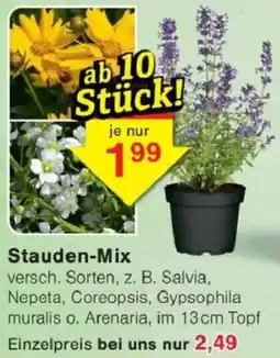 Jawoll Stauden-Mix Angebot