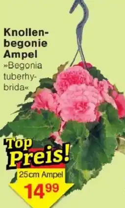 Jawoll Knollenbegonie Ampel Angebot