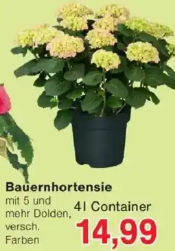 Jawoll Bauernhortensie Angebot