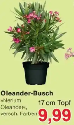 Jawoll Oleander-Busch Angebot