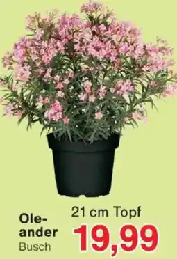 Jawoll Oleander Angebot