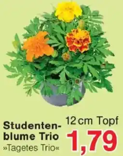 Jawoll Studentenblume Trio Angebot