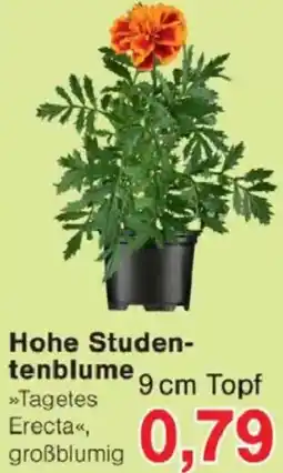 Jawoll Hohe Studentenblume Angebot
