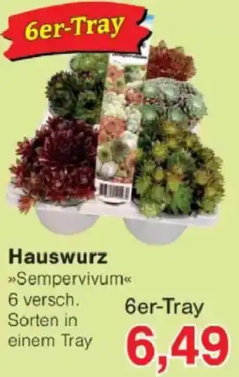 Jawoll Hauswurz Angebot