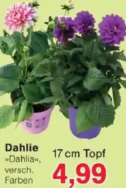Jawoll Dahlie Angebot