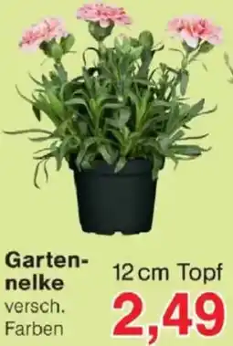Jawoll Gartennelke Angebot