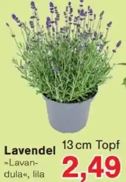 Jawoll Lavendel Angebot