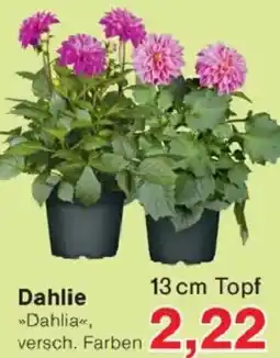 Jawoll Dahlie Angebot