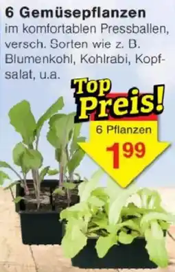 Jawoll 6 Gemüsepflanzen Angebot