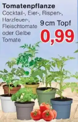 Jawoll Tomatenpflanze Angebot