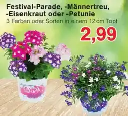 Jawoll Festival-Parade, Männertreu, Eisenkraut oder Petunie Angebot