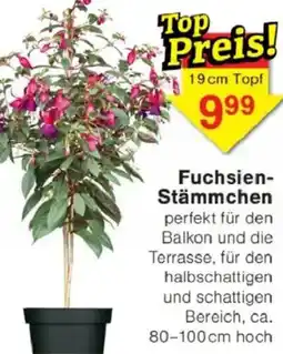 Jawoll Fuchsien Stämmchen Angebot