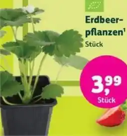 Biomarkt Erdbeerpflanzen Angebot