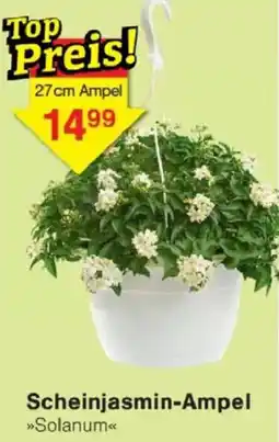 Jawoll Scheinjasmin-Ampel Angebot