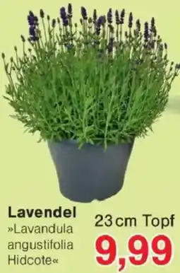 Jawoll Lavendel Angebot