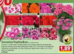 Norma Geranien/Topfnelken Angebot